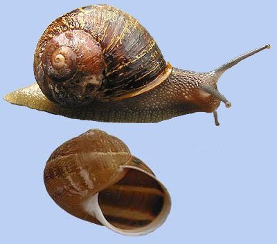 caracol